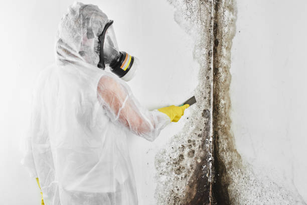 Best Residential Mold Remediation in Valrico, FL