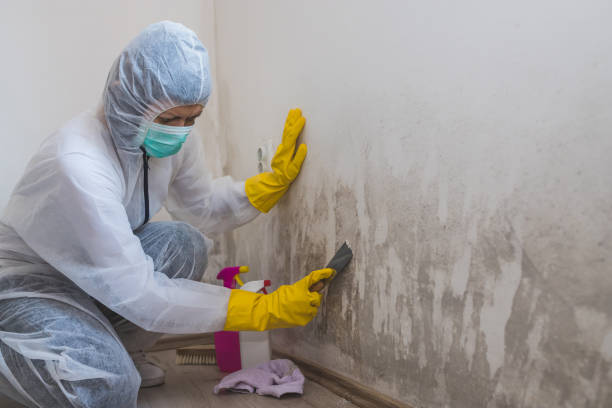 Valrico, FL Mold Remediation Company