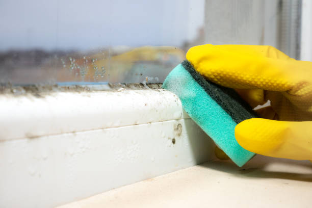 Best DIY Mold Remediation Support Services in Valrico, FL