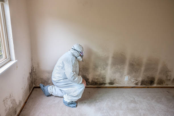 Best Attic Mold Remediation in Valrico, FL