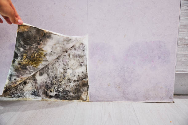 Best Post-Flood Mold Remediation in Valrico, FL
